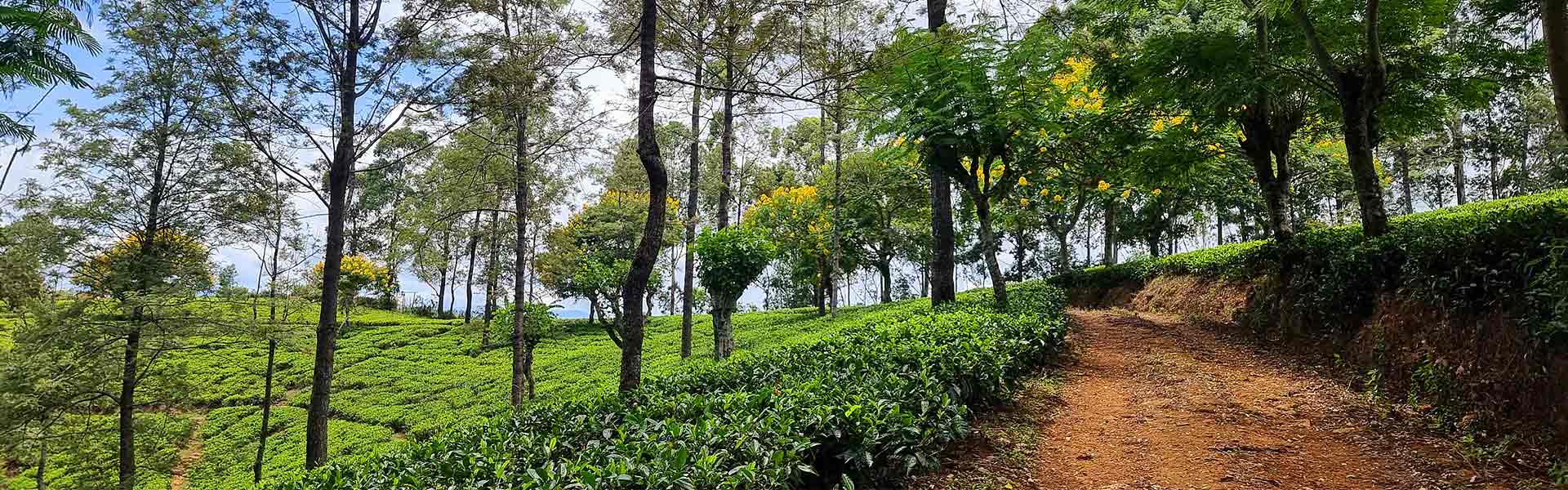 Sri Lanka's central highlands with tea plantation and a winding path leading into the hiking trail