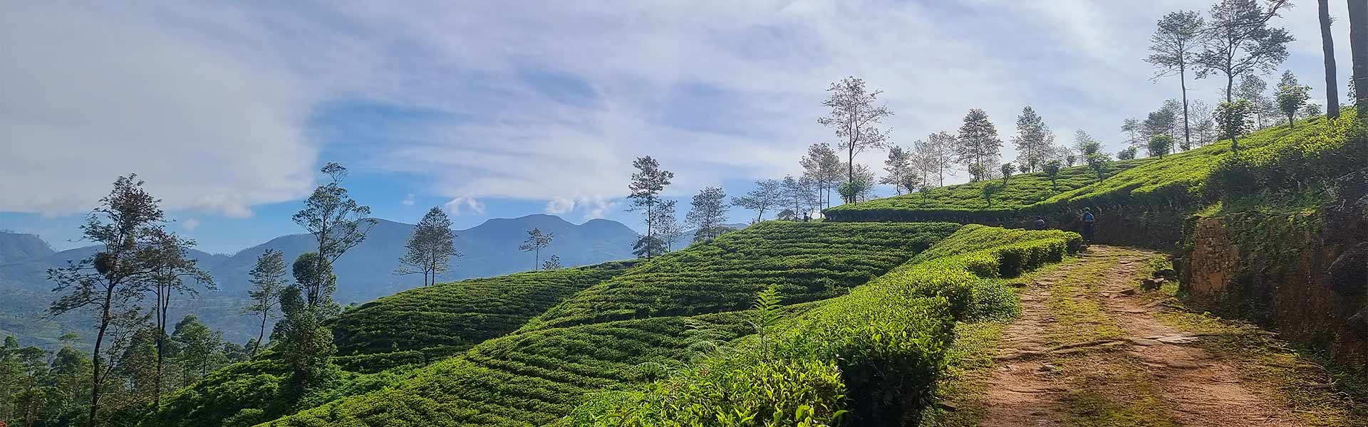 A tea estate along the Pekoe Trail in the central highlands of Sri Lanka