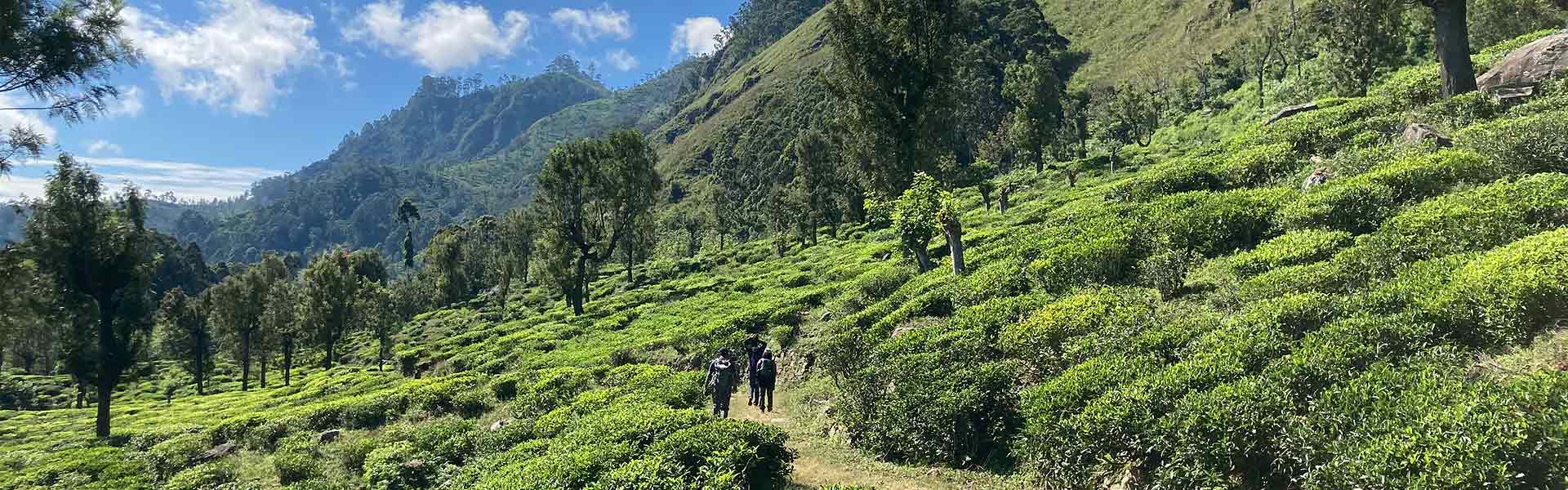 Lanka's central highlands with tea plantation and a winding path leading into the hiking trail