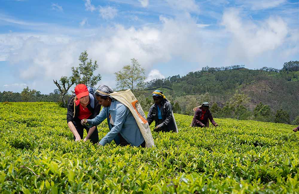 The Sri Lankan tea plucking community harvests tea along the hiking route of The Pekoe Trail.
