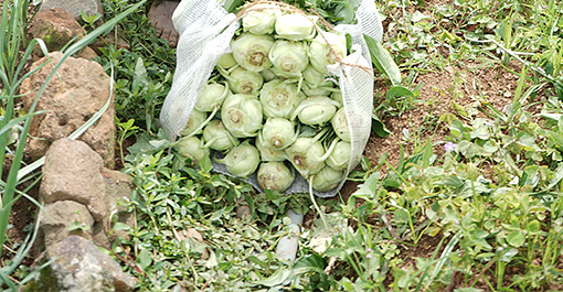 Kohlrabi, a vegtable harvested from the farms in Nuwareliya, Srilanka