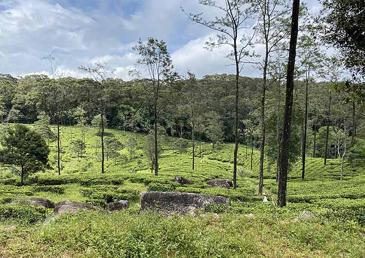 The Loolkandura tea estate, the oldest tea estate in Sri Lanka, is situated along the Pekoe Trail.